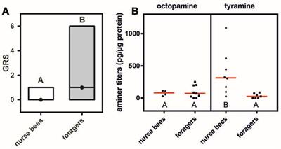 The Effects of Fat Body Tyramine Level on Gustatory Responsiveness of Honeybees (Apis mellifera) Differ between Behavioral Castes
